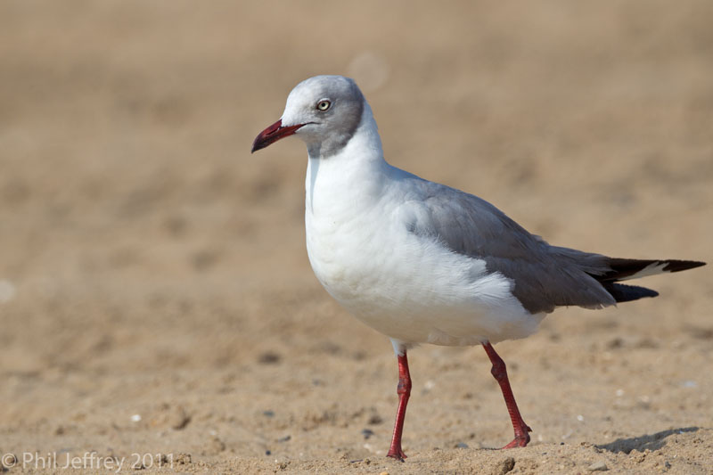 Gray-hooded Gull