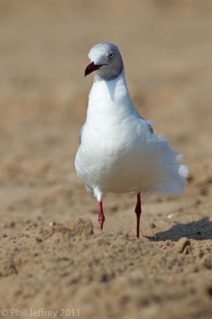 Gray-hooded Gull