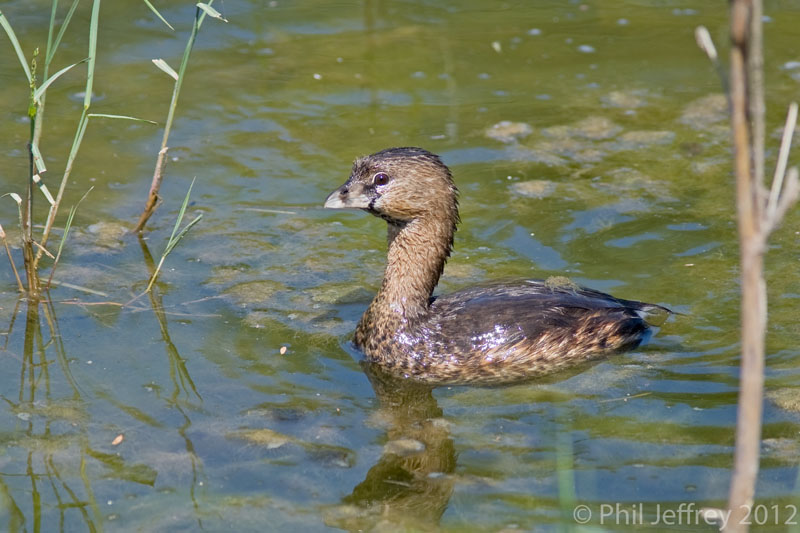 Pied-billed Grebe