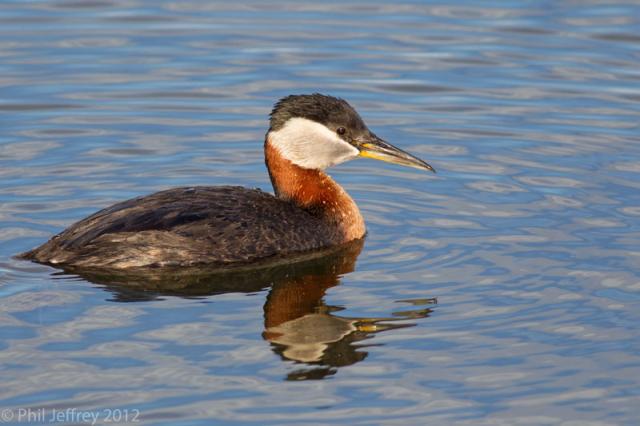 Red-necked Grebe