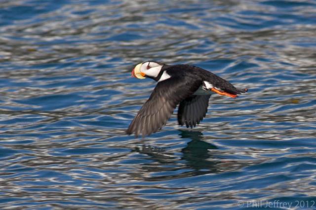 Horned Puffin