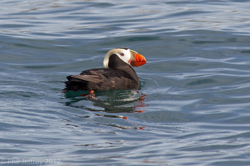 Tufted Puffin