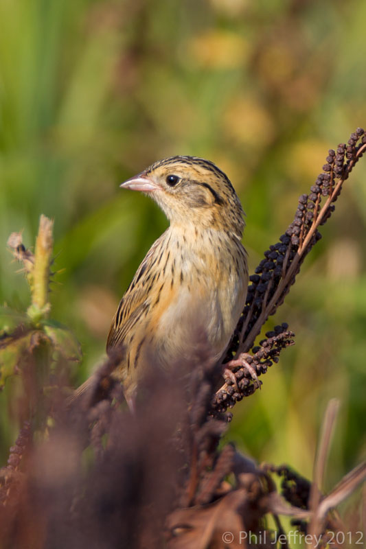 Le Conte's Sparrow