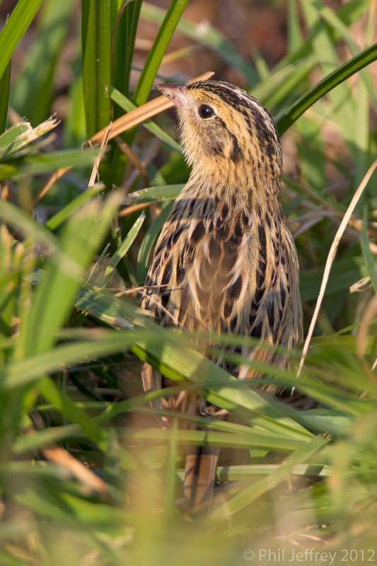 Le Conte's Sparrow