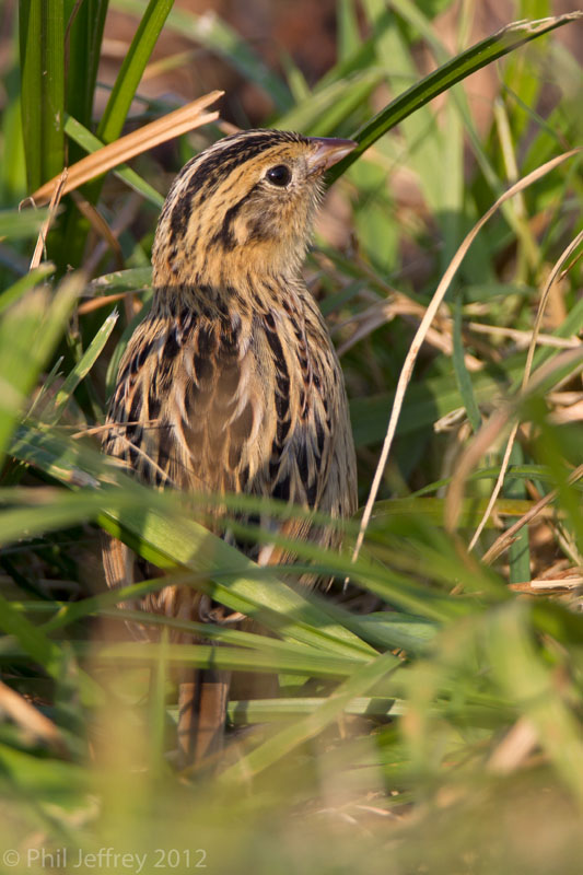 Le Conte's Sparrow