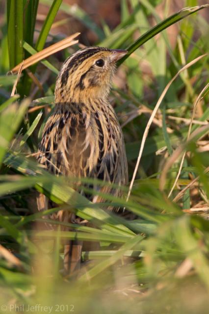 Le Conte's Sparrow