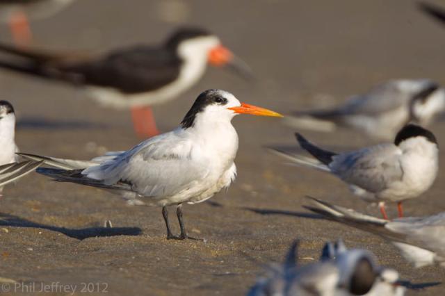 Elegant Tern