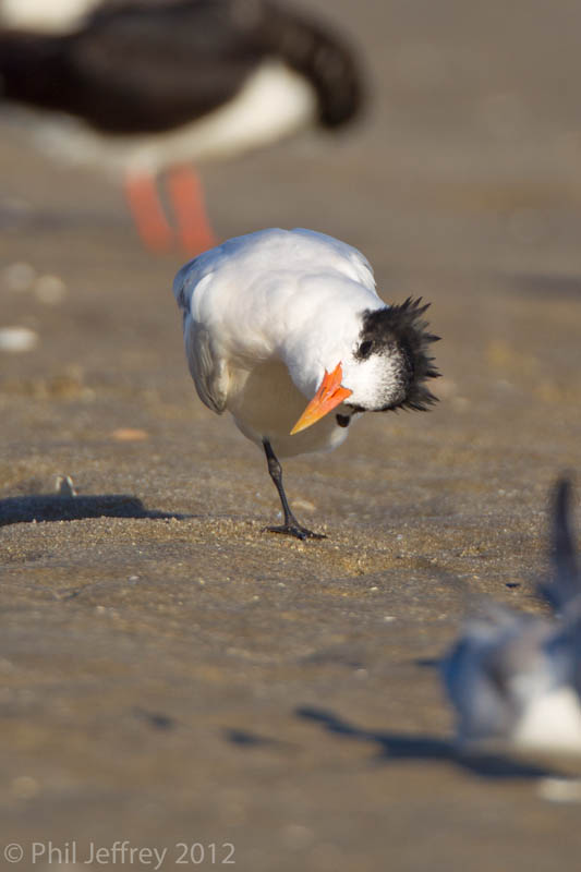 Elegant Tern