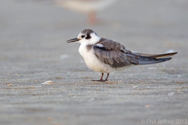 Black Tern