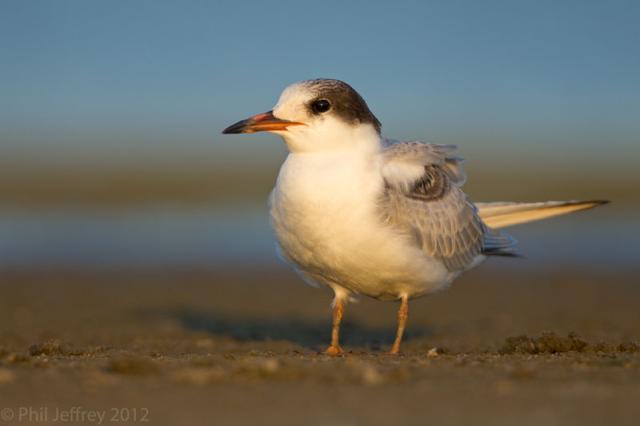 Common Tern