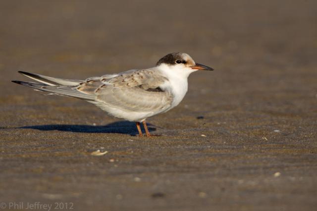 Common Tern