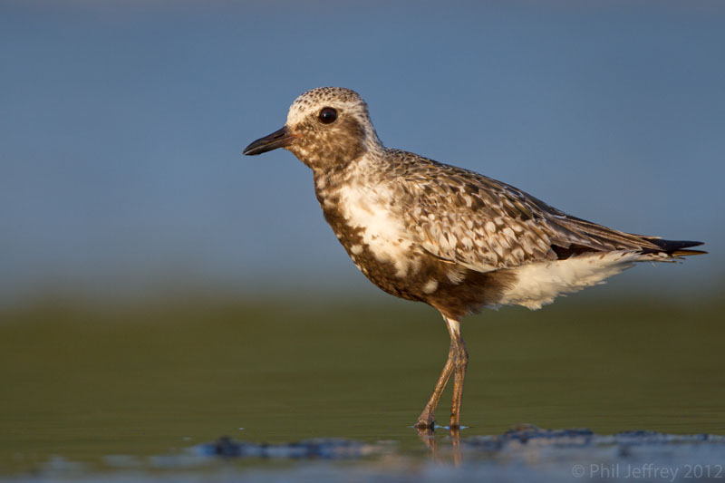 Black-bellied Plover
