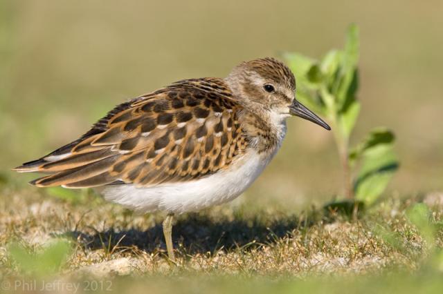 Least Sandpiper