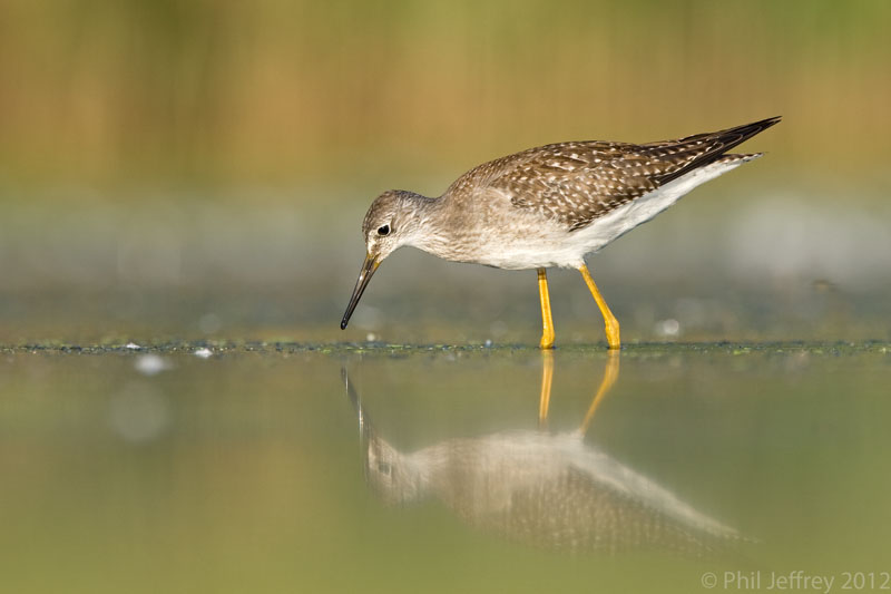 Lesser Yellowlegs