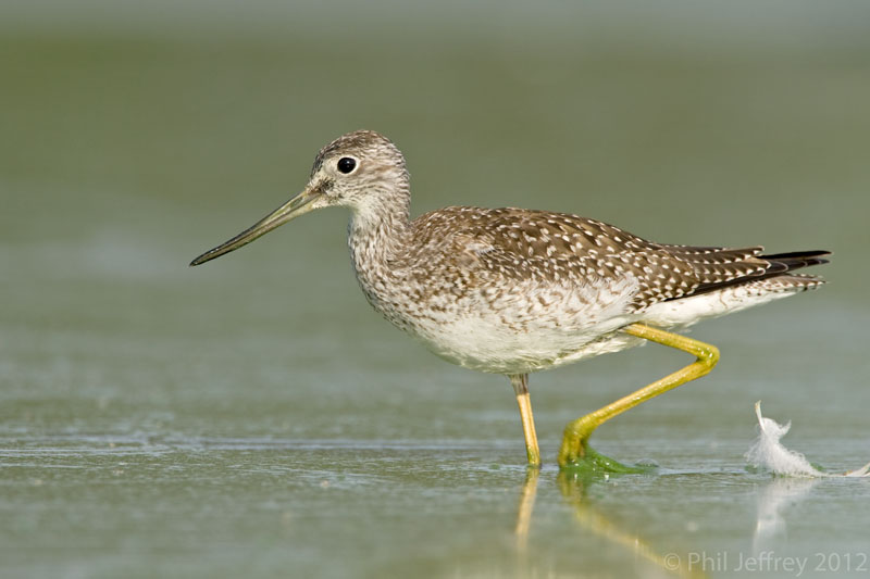 Greater Yellowlegs