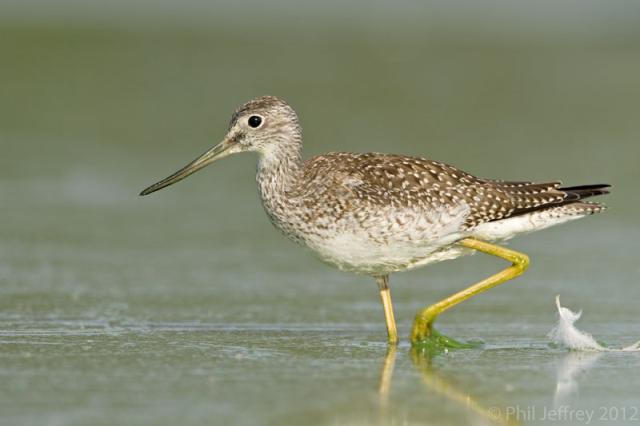 Greater Yellowlegs
