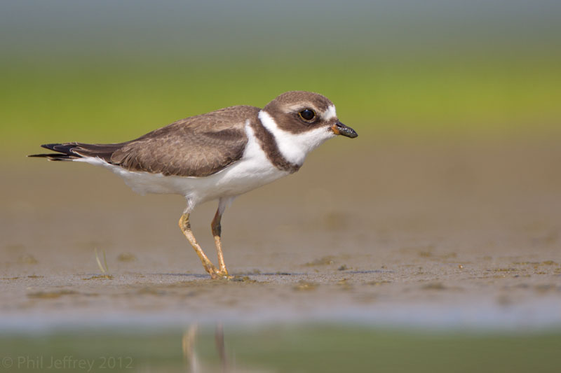 Semipalmated Plover