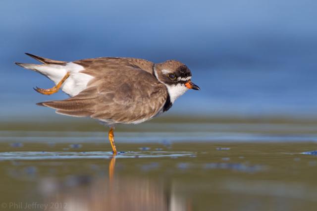 Semipalmated Plover