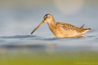 Short-billed Dowitcher