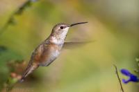 Rufous Hummingbird