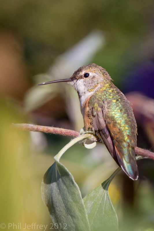 Rufous Hummingbird