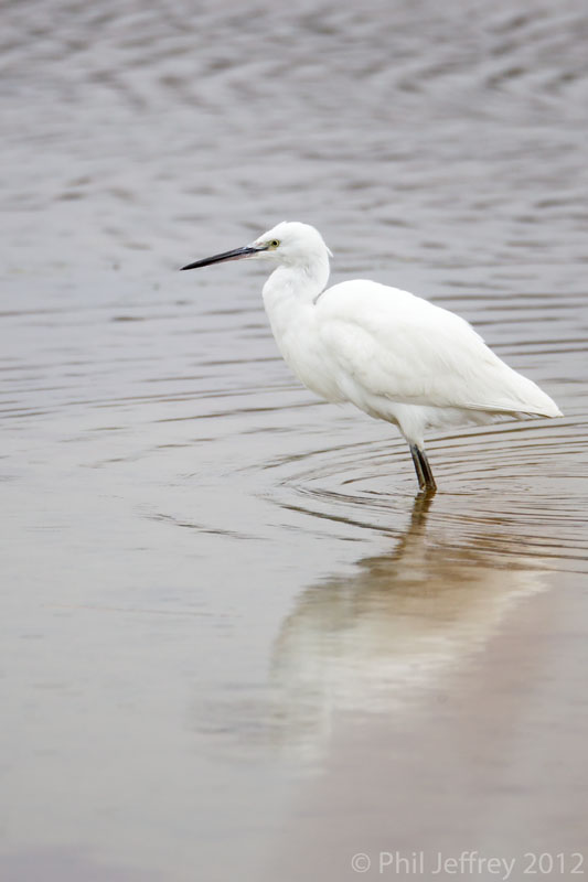 Little Egret