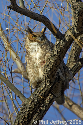 Great Horned Owl