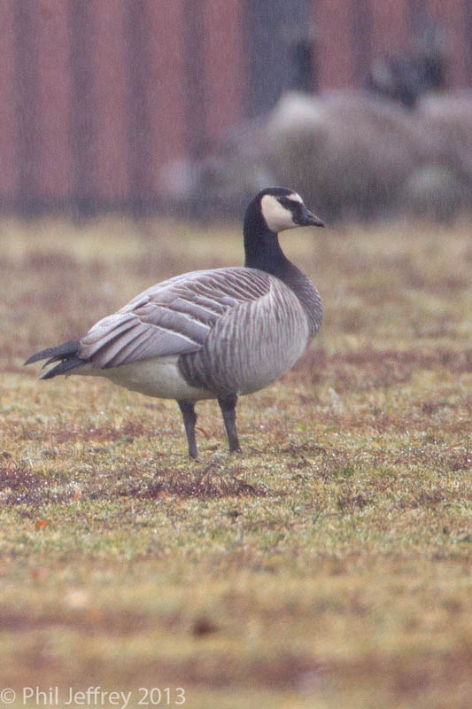 Barnacle Goose x Canada Goose hybrid