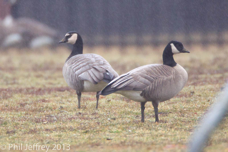 Barnacle Goose x Canada Goose hybrid