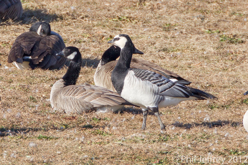 Barnacle Goose