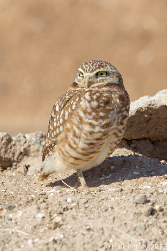 Burrowing Owl
