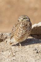 Burrowing Owl