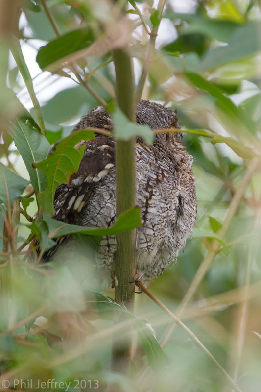 Flammulated Owl