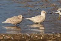 Two first winter immature Iceland Gulls