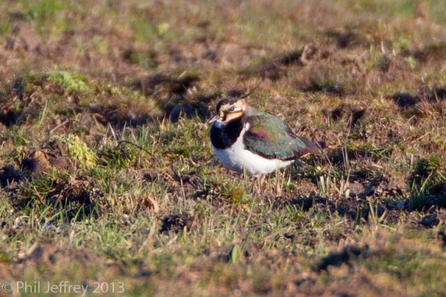 Northern Lapwing