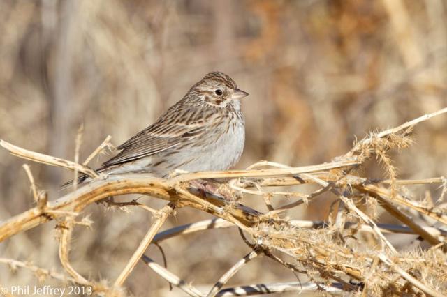 Vesper Sparrow