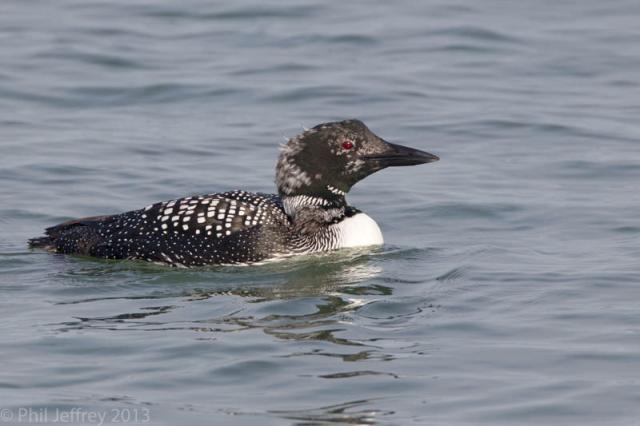 Common Loon in pre-alternate molt