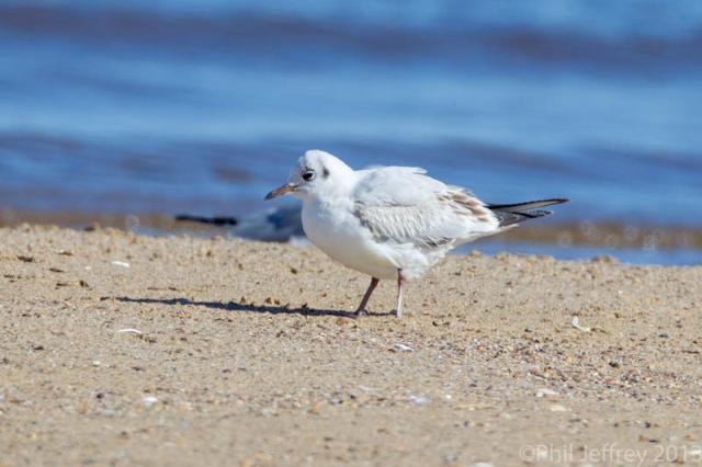 Black-headed Gull