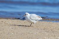 Black-headed Gull