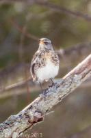 Fieldfare