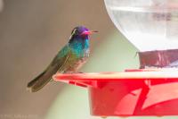 White-eared Hummingbird