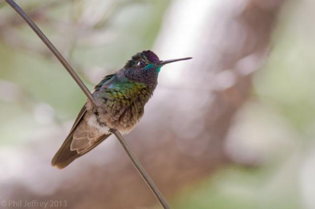 Magnificent Hummingbird