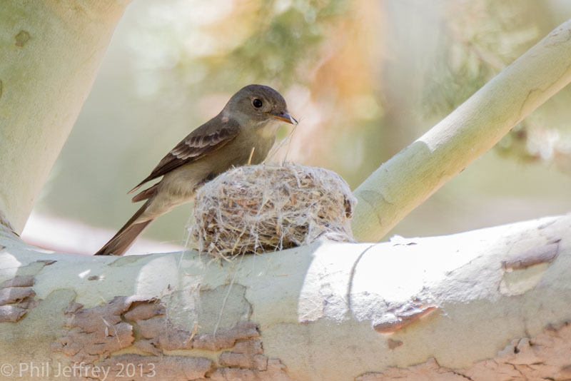 Western Wood-Pewee