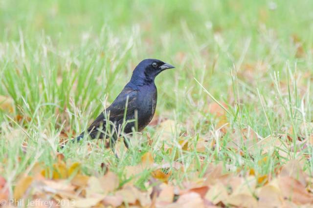 Shiny Cowbird