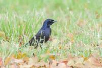Shiny Cowbird