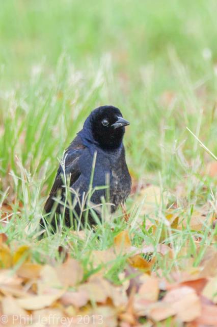 Shiny Cowbird displaying