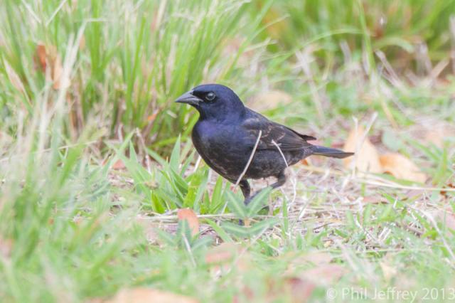 Shiny Cowbird