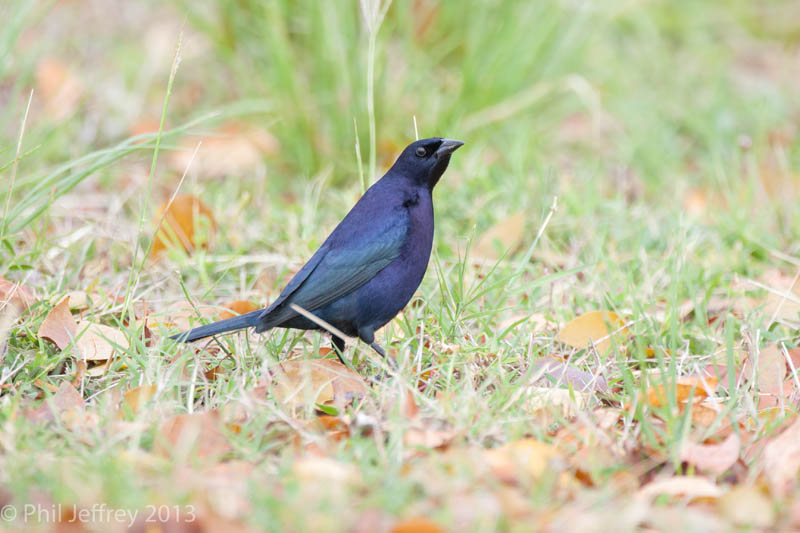 Shiny Cowbird