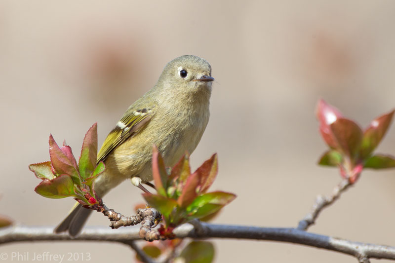 Ruby-crowned Kinglet