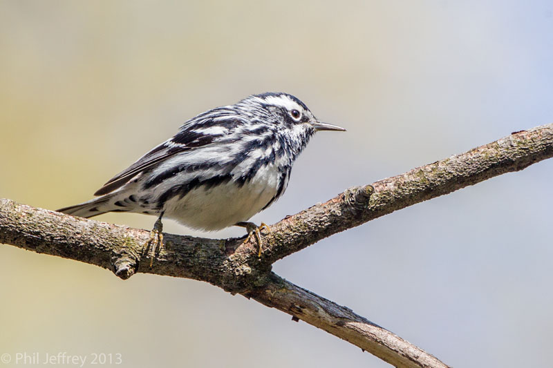 Black-and-white Warbler